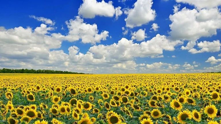 Україна вперше за багато сезонів поступилася Росії лідерством в експорті олії